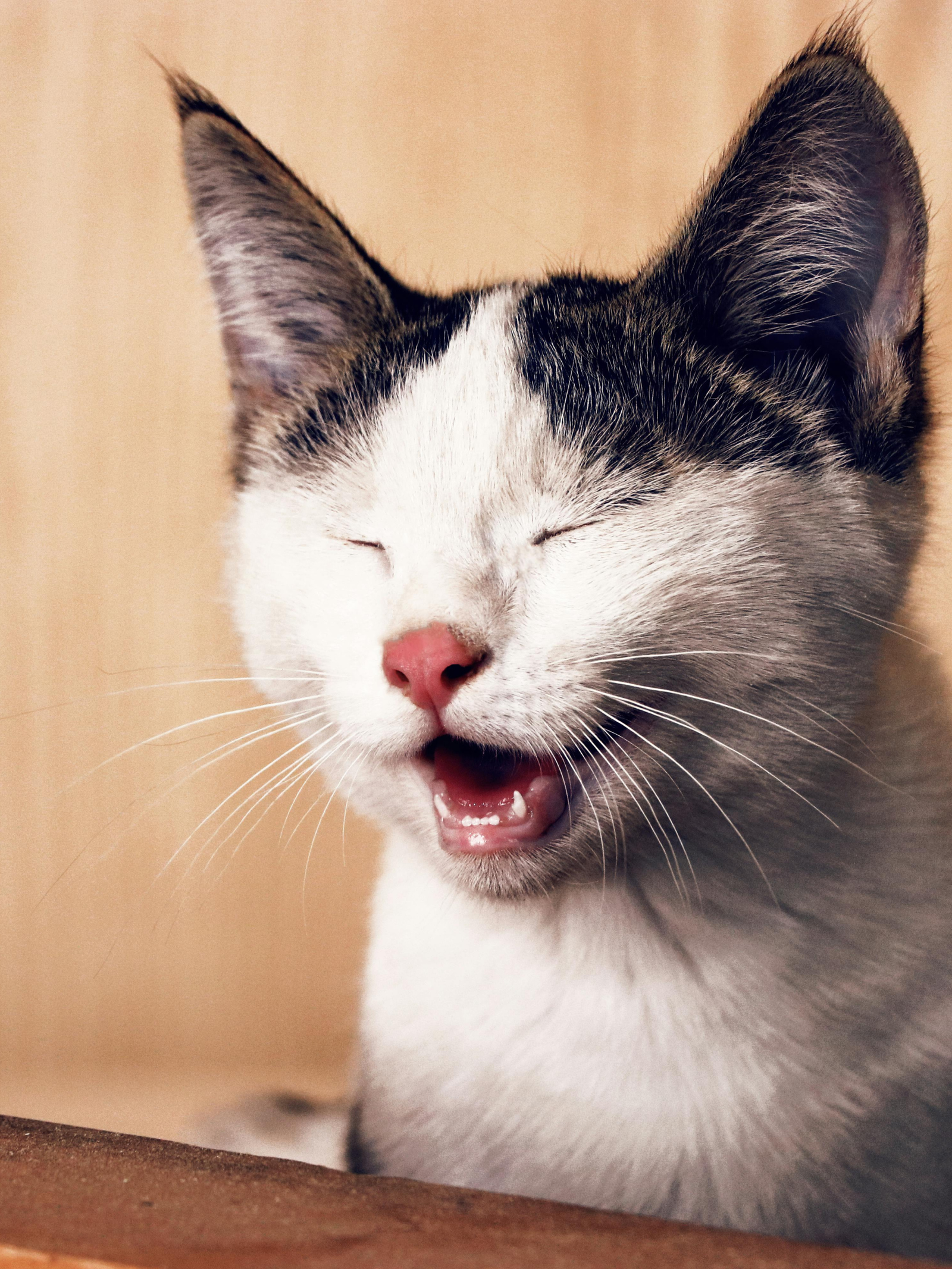 Calming PET Petvetted