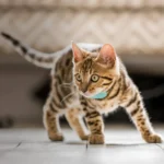 Tabcat V2 Cat & Kitten Tracker