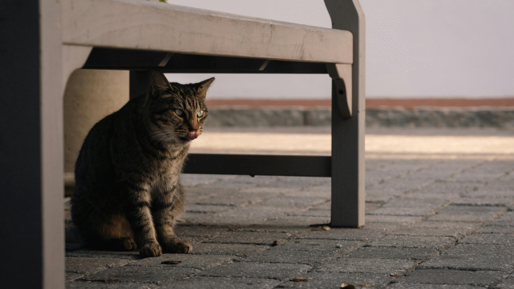 how to find a cat hiding in the house