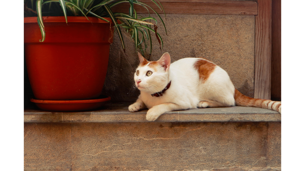 how to find a cat hiding in the house