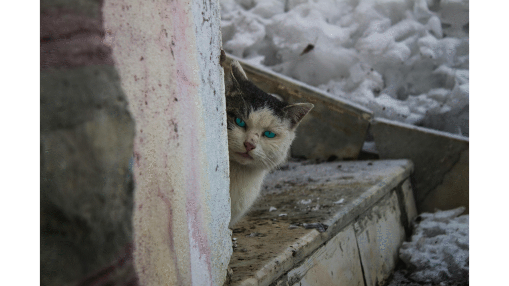 how to find a cat hiding in the house