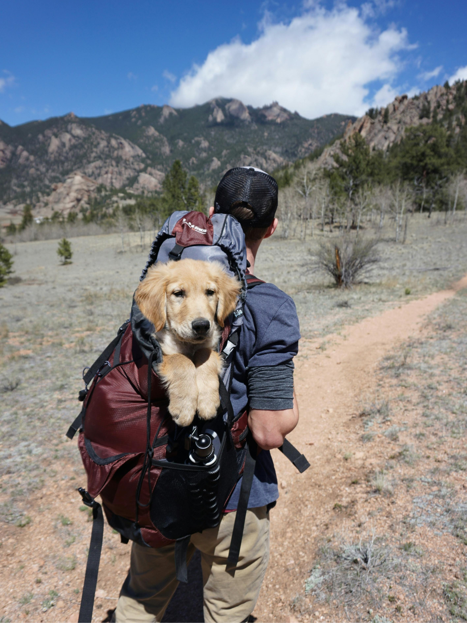 Travel Outdoor Pet Petvetted
