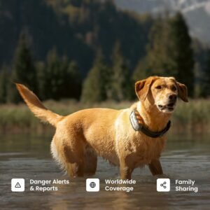 dog GPS tracker real time