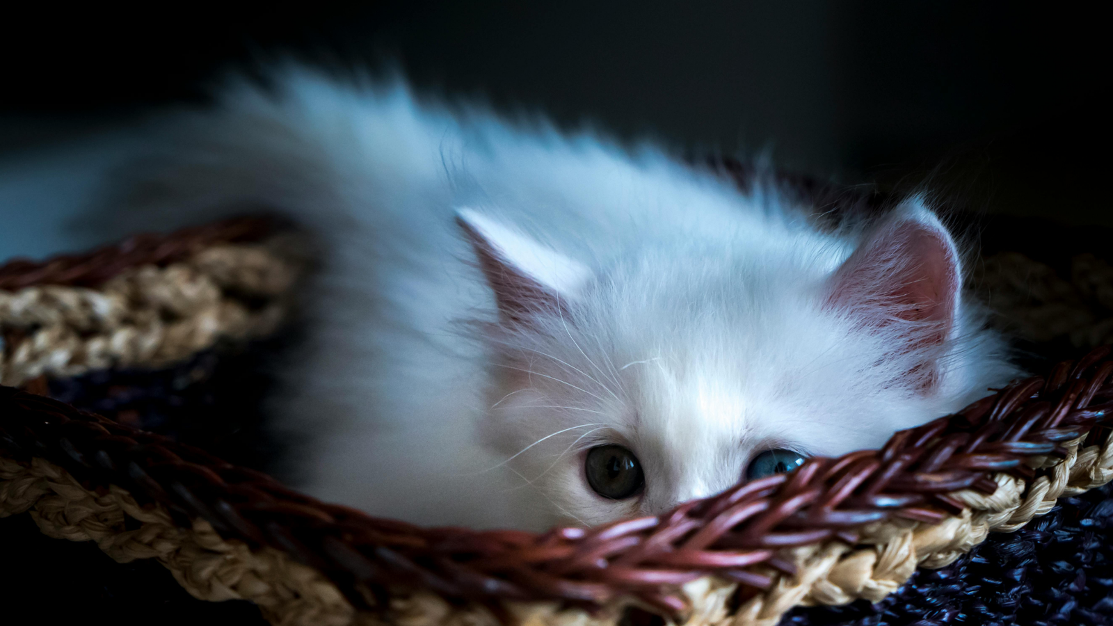 how to find a cat hiding in the house