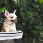 ROODO Pet Stroller Jogger